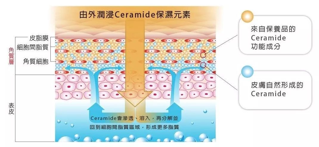 神经酰胺的重要功能