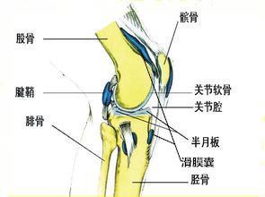 膝关节是人体最大,最复杂的关节,由股骨(大腿骨)下端的内,外侧髁和