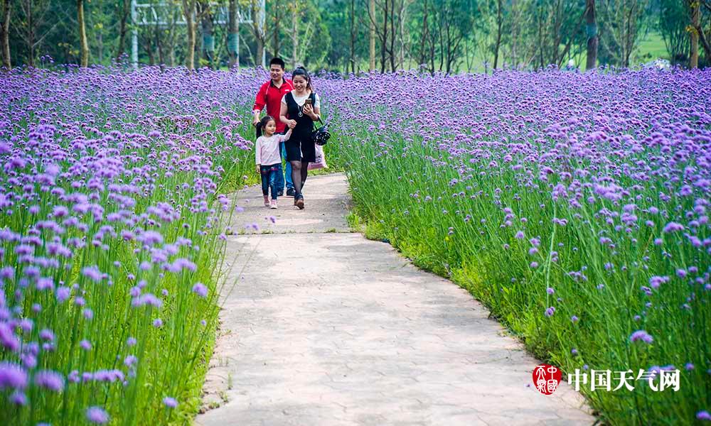 近日,重庆龙湾森林公园的马鞭草绽放,浪漫的紫色花海吸引了不少游人