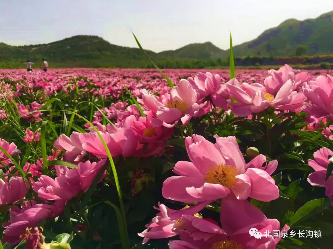 房山长沟免费赏花,600亩芍药梯田等你来