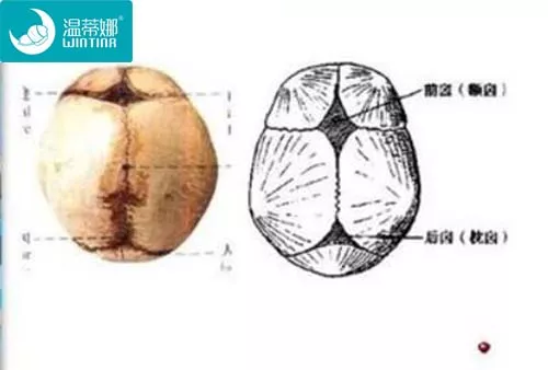 小婴儿的"小囟门"有"大学问,每个家长都必须了解!