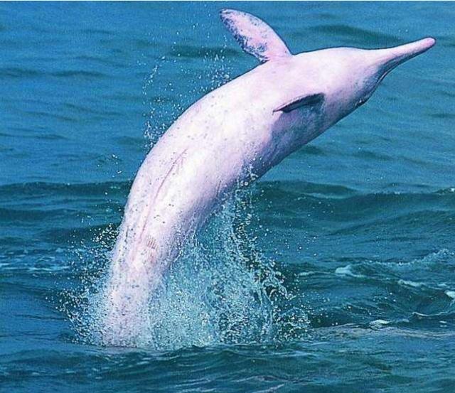 白海豚高清