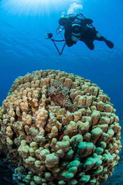 为了保护海洋环境,这个国家竟然决定搬运海底珊瑚?