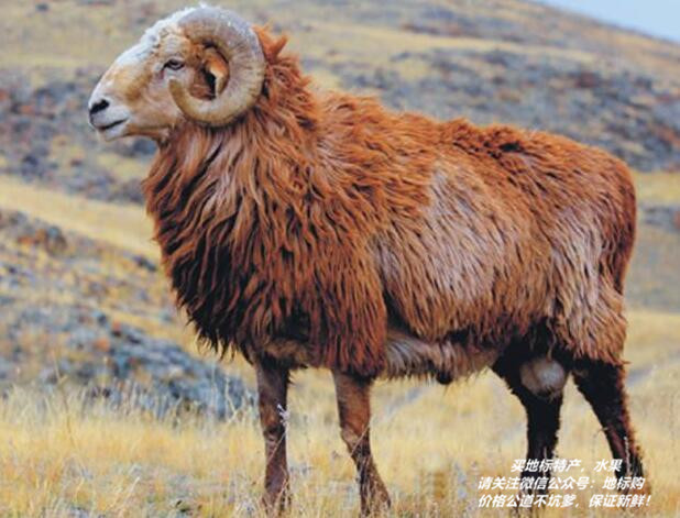 塔城巴什拜羊为地理标志保护产品. 麦盖提多浪羊