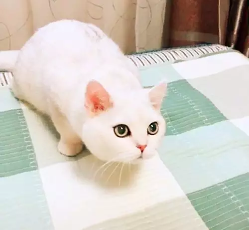 猫咪颜值太高素颜看起来像化妆这眼线天生的吗