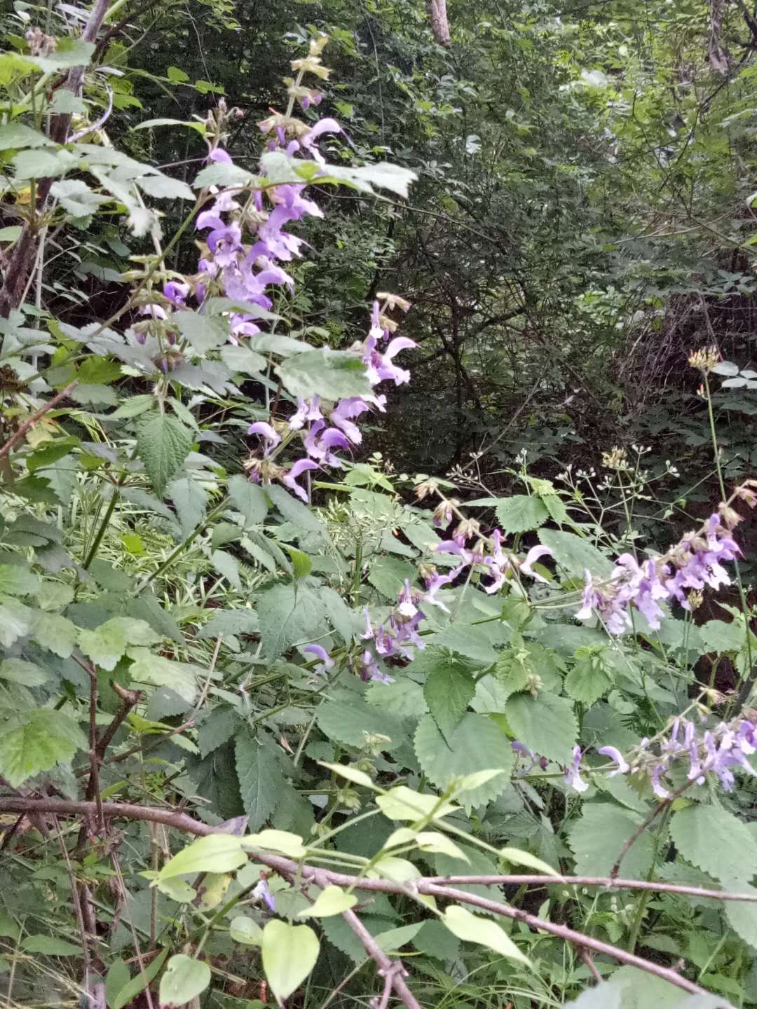 的药物,真可谓是一个天然的无公害的大药房,山里信息不方便优质的中