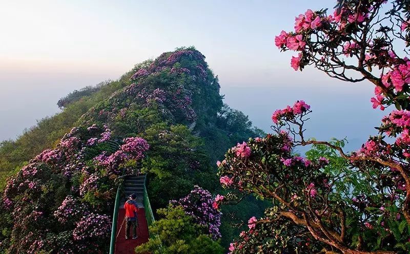 光雾山杜鹃花开"映山红"!