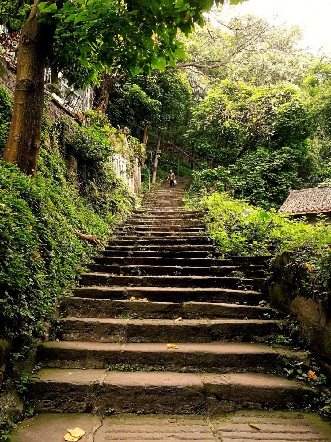 走进南山黄桷古道,让心灵在登山中得到解压