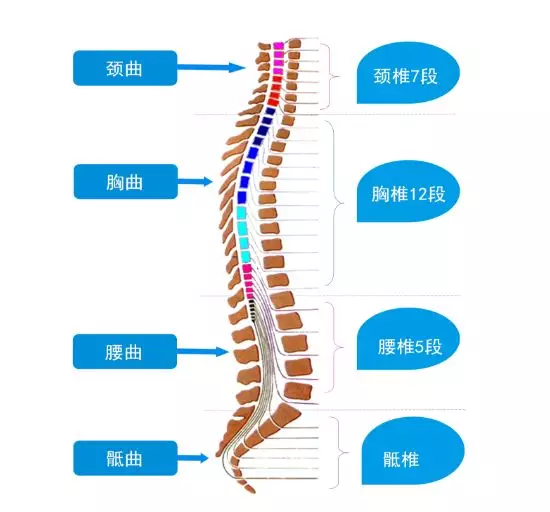 如下图片所示,我们人体有一根从颈部到腰骶部的骨骼支架,这就是脊柱.
