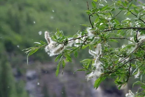 柳絮随风转,杨花愁煞人