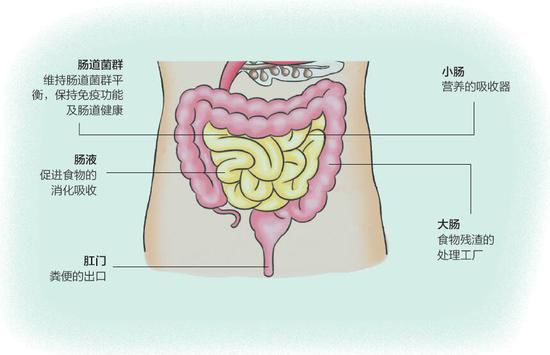 新生儿小肠与大肠比例为6 : 1,婴儿为5 : 1,成人则为4 : 1,这样可以