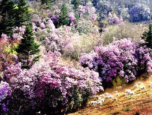 为配合本次索玛花节的全新开幕,在5月13日开幕当天,格萨拉4a级景区将