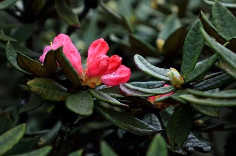 巴中花从人口_巴中南江山上的花图片