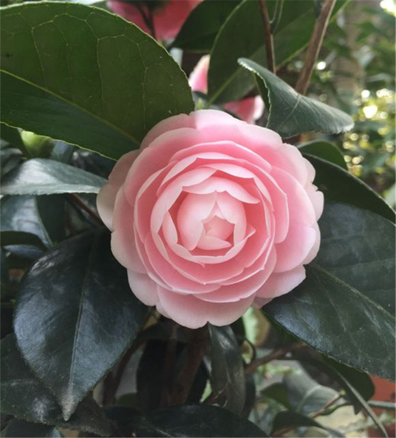 以茶养茶花,茶花开花红艳艳,花朵压满枝