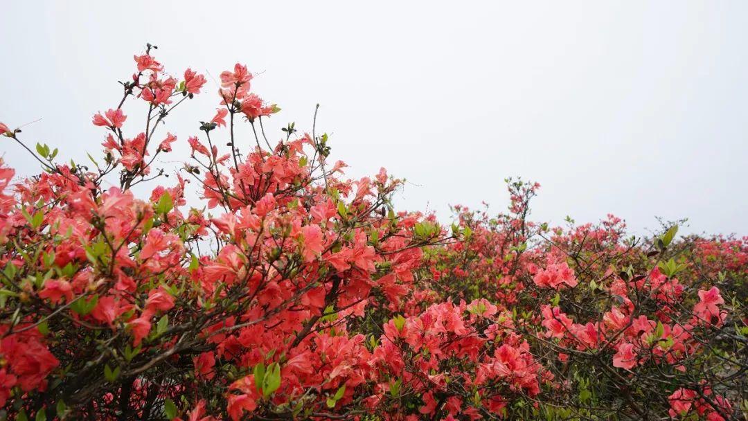 杜鹃花花期都过了,清新这群人为什么还往天堂山上跑?