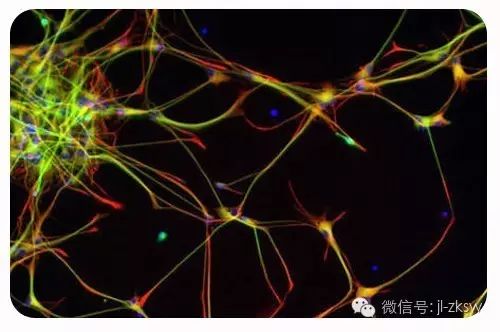 吉林中科:干细胞技术在神经系统疾病治疗中的应用