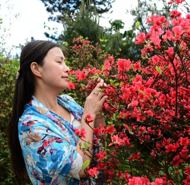 见证仰天湖杜鹃花海最后的美丽错过了的明年再约