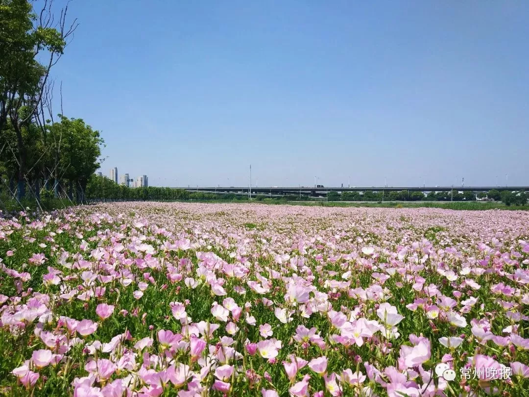 这片私藏在大常州城区的无边花海