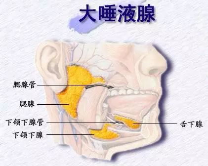 人体口腔内有三个主要的唾液腺,分别是腮腺,颌下腺(也叫下颌下腺)和
