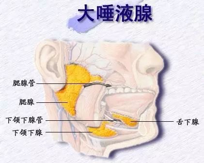 否则你的嘴安静得一动不动,没有任何因素会刺激你的神经,唾液就会减少