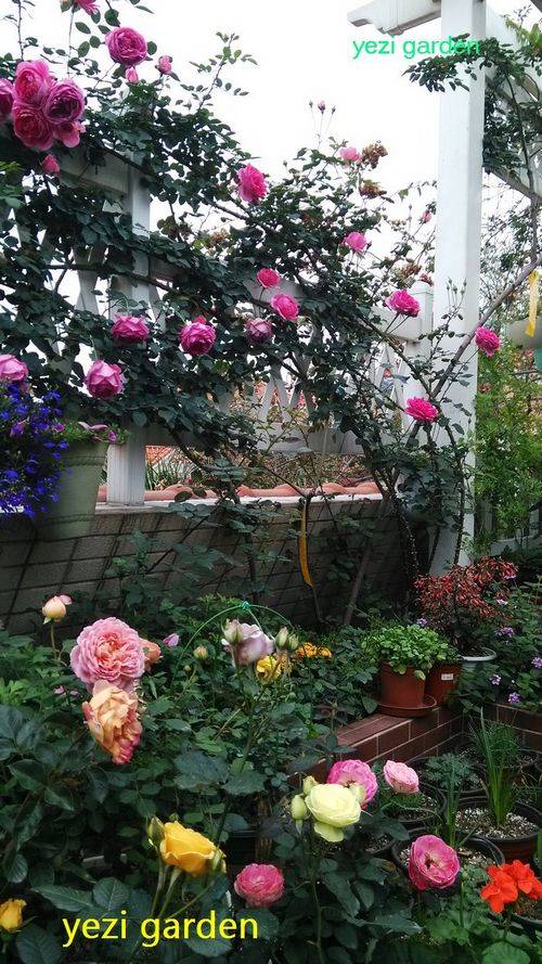 别墅庭院,一个开满鲜花的小花园!