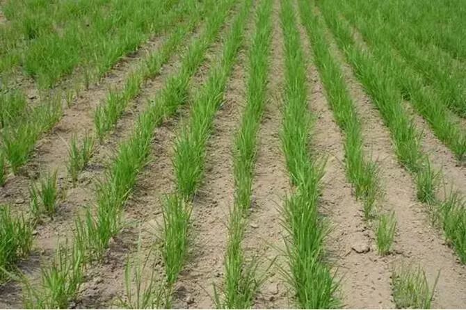 农业新技术丨水稻旱直播区将在本届夏季农博会首次进行种植展