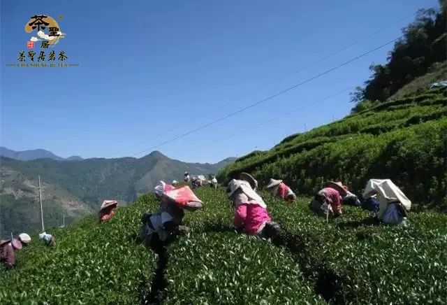 区茶岭禹春茶典茶圣居茶区大禹岭乌龙茶区 目前