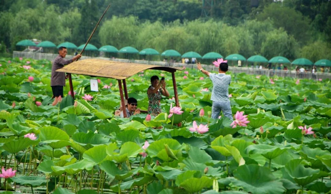 团湖荷花公园:夏日赏荷好去处