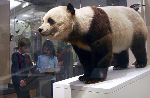 当初列强曾捕捉过大熊猫吗?国宝变成频危物种的悲惨史!