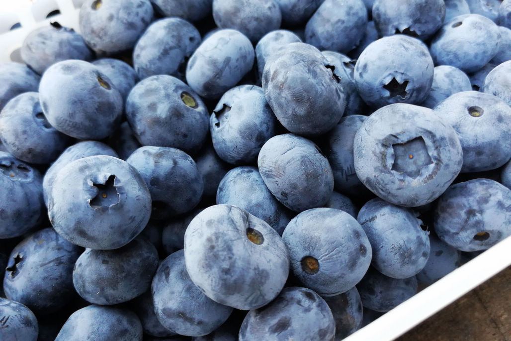 蓝莓进入夏季价格 现摘大蓝莓75块钱一斤 高贵水果成市民甜点