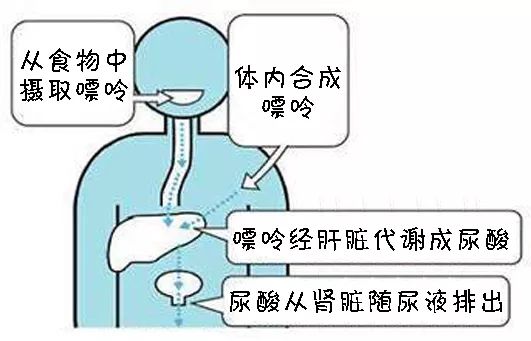 尿酸是人体的一种代谢垃圾,主要通过尿液排出体外.