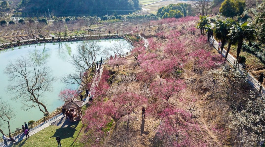 主要观赏:油菜花,杜鹃花 萧绍古道 吉山梅园位于浙江省青梅之乡进化镇