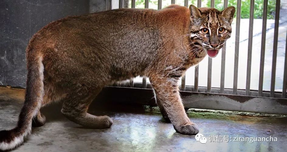 这5种小型猫科动物,你了解多少