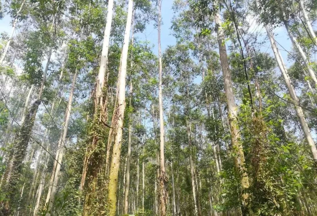 最多过万亩!高明这些区域的"清桉"任务出炉!