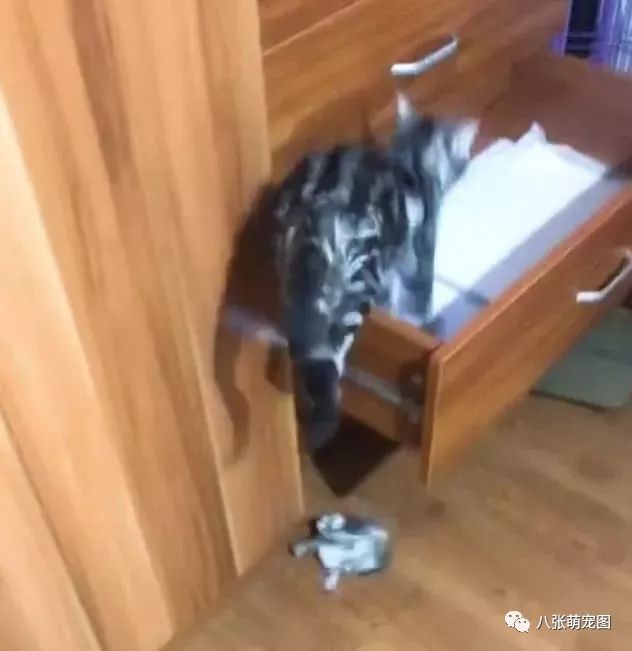 猫妈叼着小猫就扔进了垃圾桶!真是坑娃的猫妈各有各的