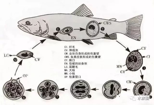 图4,多子小瓜虫生活史(仿 heinz ,2008)