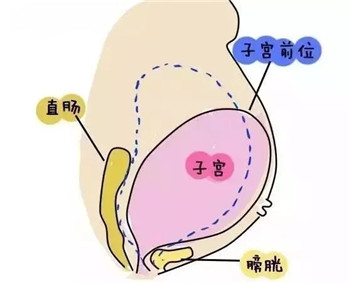 母婴 正文  二,子宫前后壁 胎盘如果附着于子宫前壁,属于前怀,那么孕