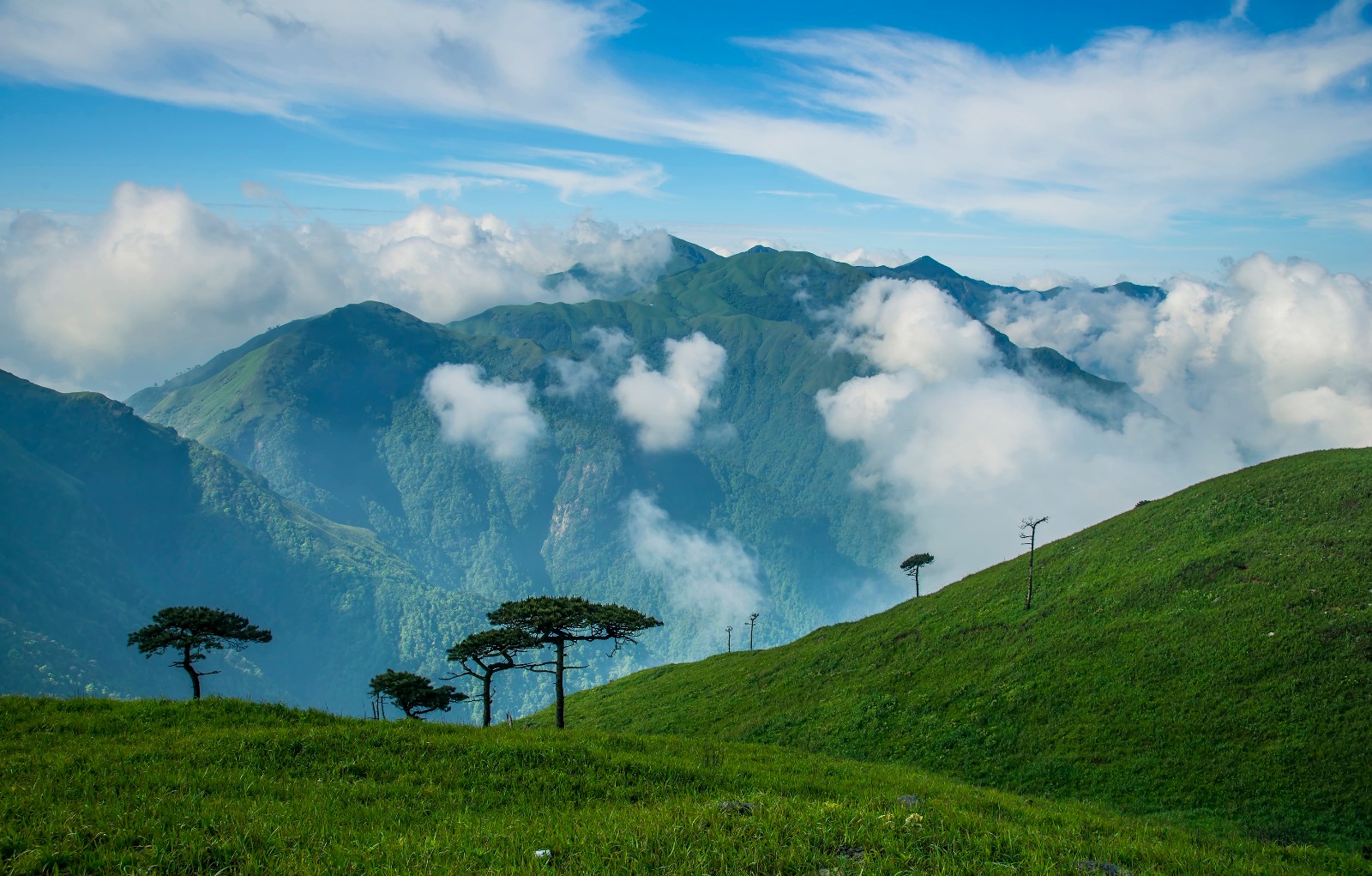 草甸人口_高山草甸图片