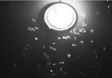 为什么下雨天会有飞蚁