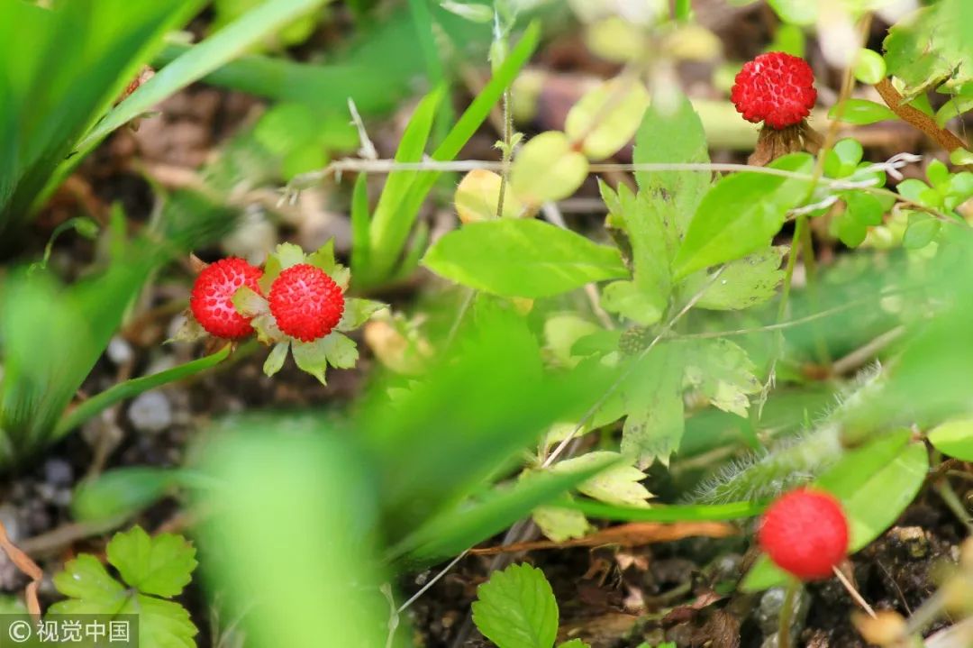 野草莓味的夏天红透了朋友圈