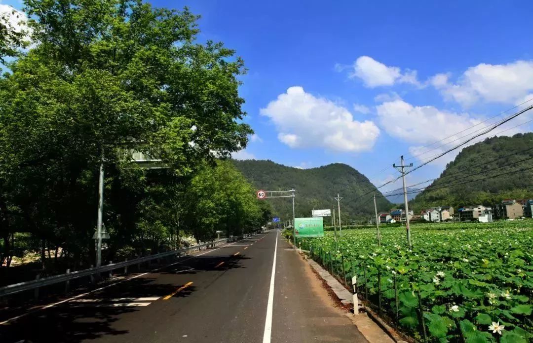 丽水有一条莲花大道风景很不错哦