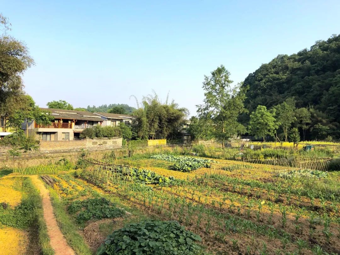 逃离都市成都周边1h飙拢的田园生活小众又免费