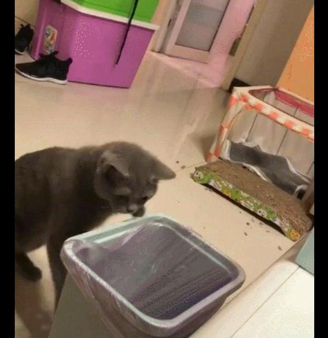 猫妈把小猫叼进垃圾桶,意识到不对后才连忙去找,一孕