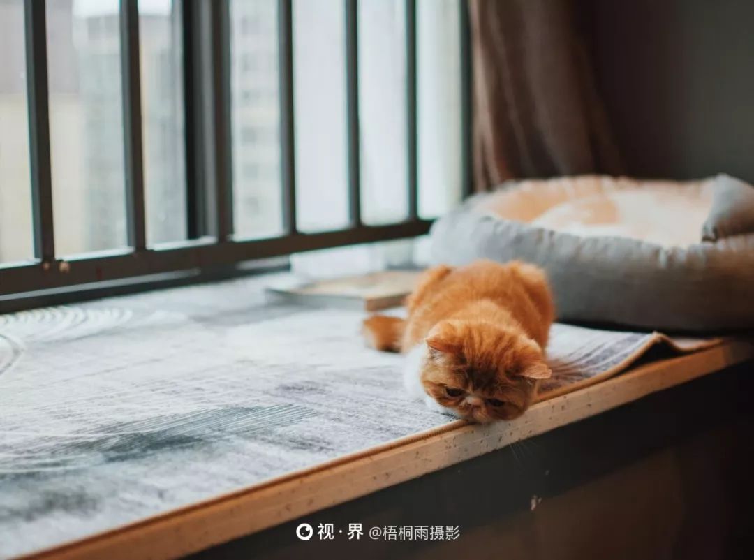 一眼就会爱上的"加菲猫,长这样