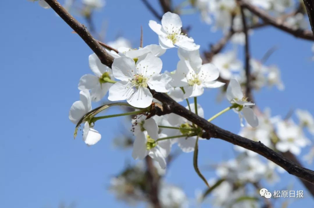 哈拉毛都"梨花节"今日开幕