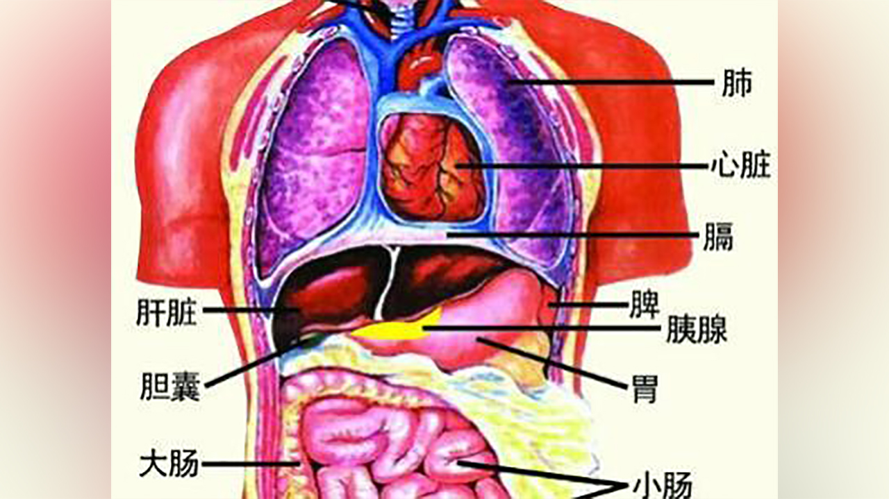 人类离开哪个器官,还会活泼乱跳?今天可算涨知识了