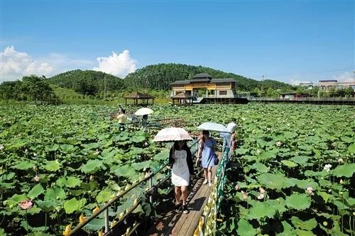 上林禾田农耕文化园万亩荷田(上林县旅发委供图)