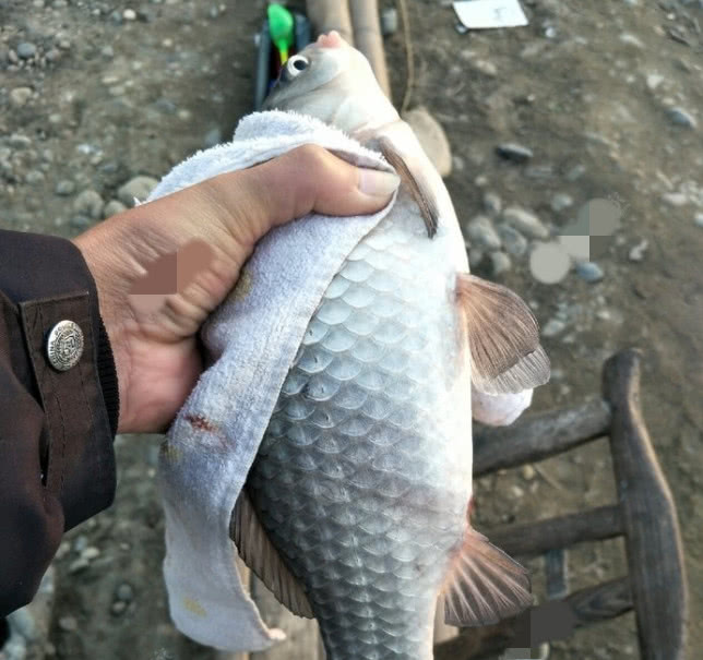 长江钓获大白鲫,却有人质疑不是野生的,因为野鲫鱼都