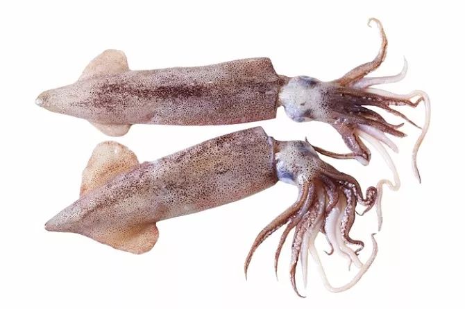 鱿鱼体内具有二片鳃作为呼吸器官;身体分为头部,很短的颈部和躯干部.