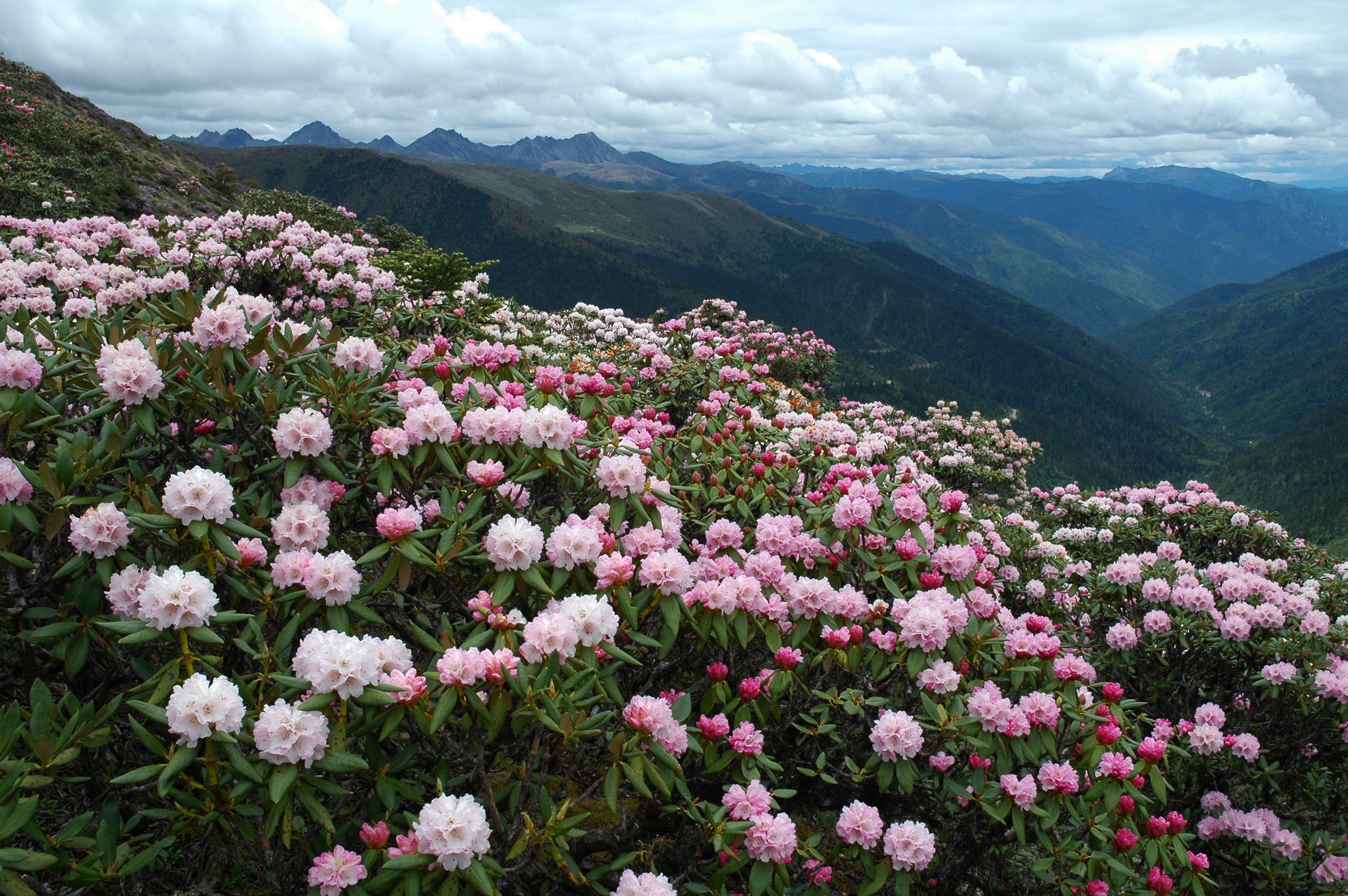 雪山峡谷原始森林鲜花草甸 推荐三条迪庆杜鹃花自驾